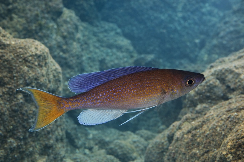 Cyprichromis pavo 'Katete'